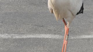 驚きのコウノトリ