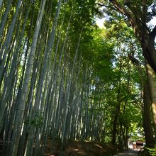 たけぇ〜竹だにぃ