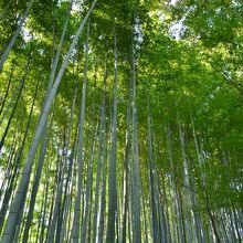 竹に囲まれているだにぃ