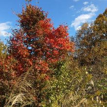 園内の紅葉