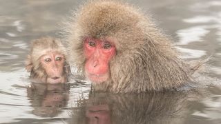 世界で唯一温泉に入るお猿さんがいる場所