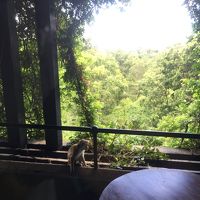 外にはサルが訪れる