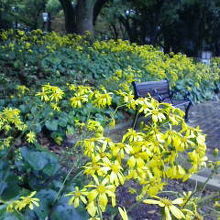 うつぼ公園のつわぶき