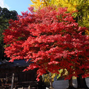 紅葉と黄葉の競演