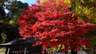 紅葉と黄葉の競演