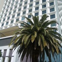 大きなシンボルツリーがあります