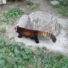 ちょこまか動き回ってる