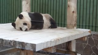 パンダが見たかった
