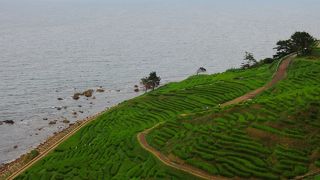 海に面する千枚田は絶景