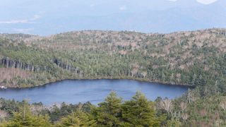 針葉樹と苔の森