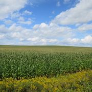 緩くうねる丘にトウモロコシ畑…でも2016年3月に廃止予定