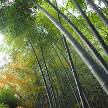 竹と紅葉のコラボ