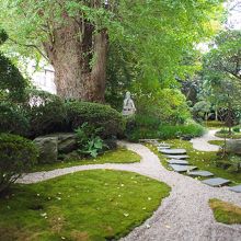 苔の上に散ったイチョウの葉