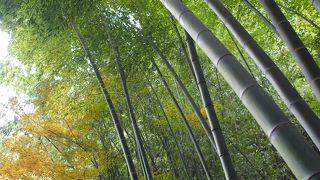 竹の庭も素敵だが苔の庭も素敵な報国寺