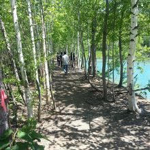 青い池遊歩道