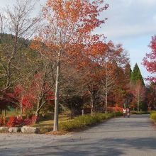 紅葉です♪