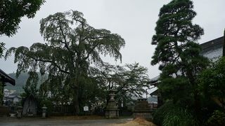 桜の銘木が競演しているエリア