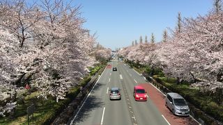 桜の時期は見事！