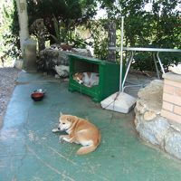 映画めがねに出てきたわんちゃんもいます