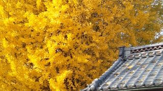 銀杏の黄葉、今年もきれいでした!　(2015年11月13日)