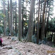 「大山の千本杉」は大山阿夫利神社下社から大山山頂に至る「本坂」の六丁目付近の杉林をいいます。