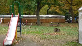 11月は、広場内で菊花大会が開催されていました