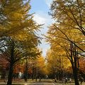 【紅葉2015】  北海道大学イチョウ並木