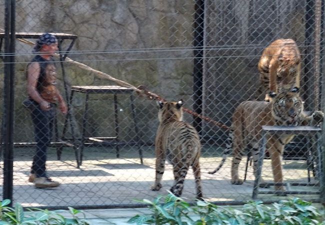 サムイ水族館＆タイガー動物園