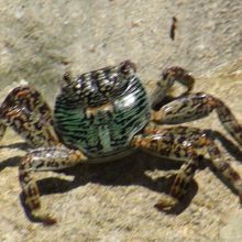 こんな蟹も出迎え