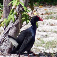 島にはこんな鳥も・・