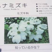 ハナミズキの白い花は、可憐で静かな感じです。米国の国花です。