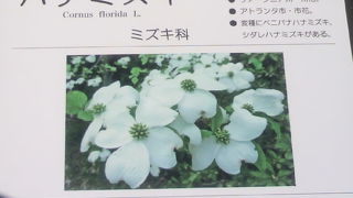 日比谷公園の図書館の東に、ツツジとの共生しているハナミズキの林があります。