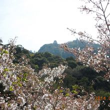 桜の向こう、山上に天守が小さく見える