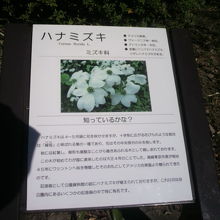 日比谷公園の中のハナミズキの林の中に建てられている案内板です