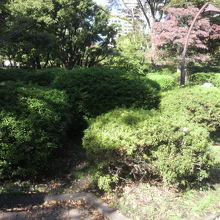 陽の当たっている奥の樹がハナミズキ、手前がツツジの樹です。