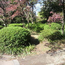 ピンク色になっている奥の樹がハナミズキで、手前がツツジです。