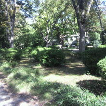 ハナミズキの林の奥には、日比谷公園の中央の松本楼が見えます。