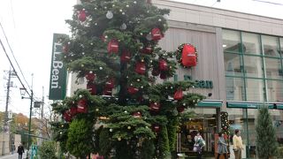 アウトドアの雄