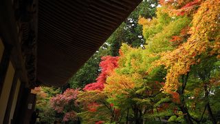 明寿院　名勝庭園の紅葉がみごろです。