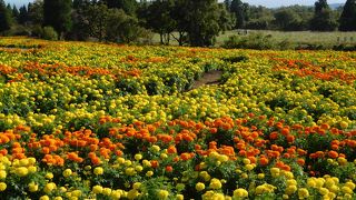 お花の開花状況によって印象が変わります