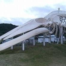 大きなシロナガスクジラの標本がシンボル