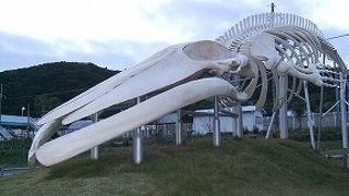 おみやげ処、お食事処の他に、鯨に関する展示室もあります