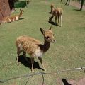 野生動物の保護センター！　コンドルや山猫が見れました♪