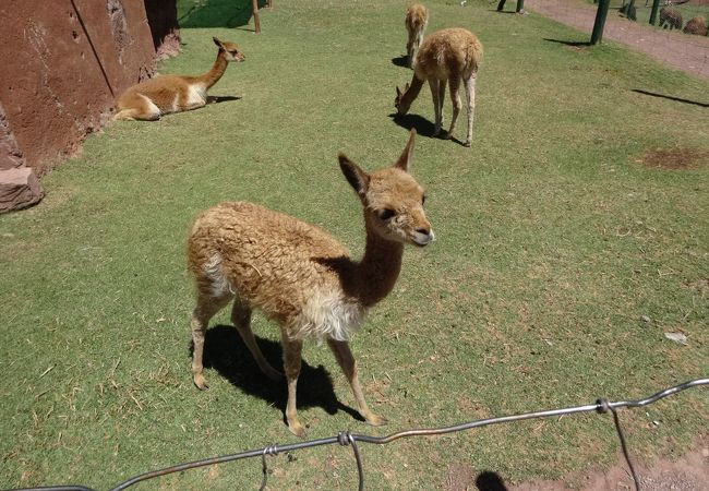 Ccochahuasi Animal Sanctuary