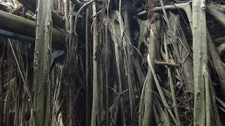 安平樹屋 ー 妖怪樹はここに生息していた！！