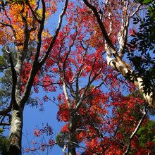 尾平尾根の紅葉