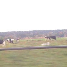 牛たちと出会えました