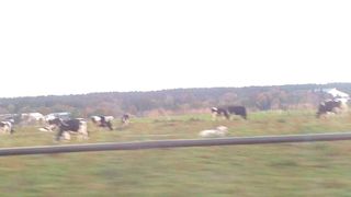 牛をたくさん見ることができました