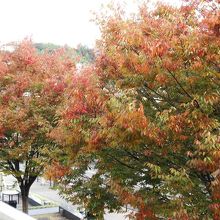 並木の紅葉が綺麗でした。