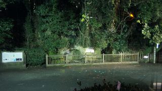 西郷、最後の5日間